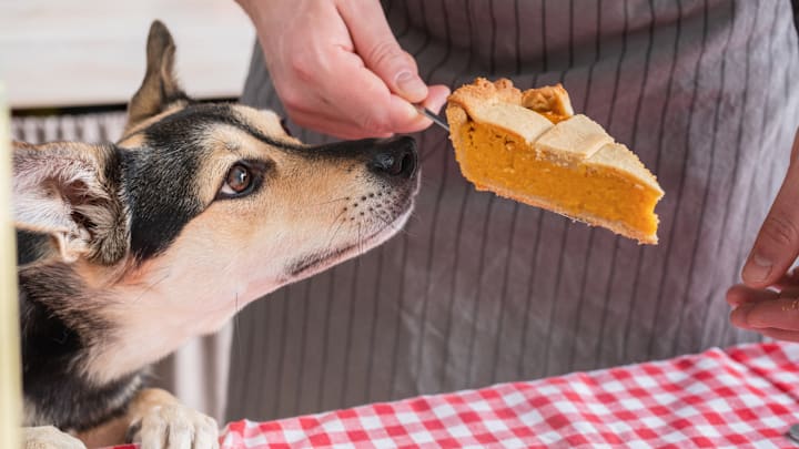Keep your pup away from the pumpkin pie.