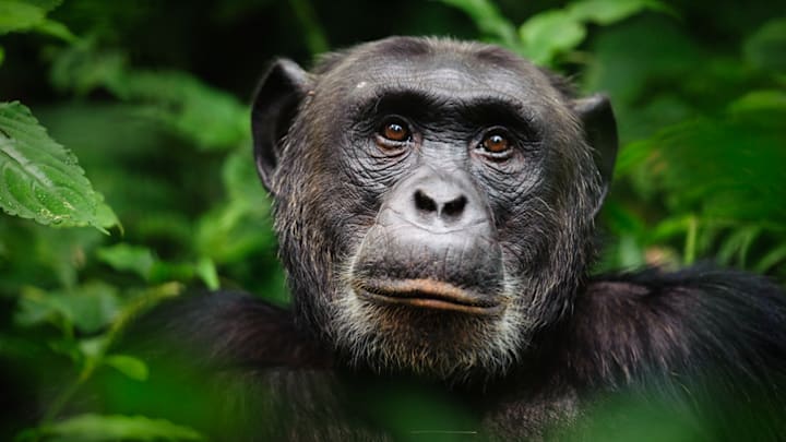 Our closest evolutionary cousin, the chimpanzee.