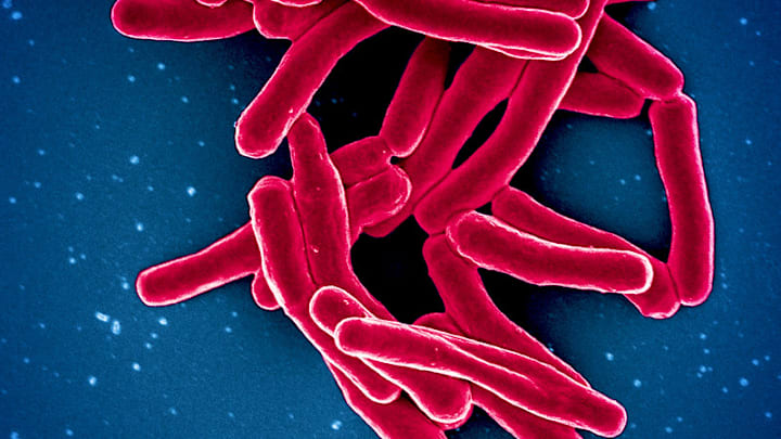 A scanning electron micrograph of ‘Mycobacterium tuberculosis’ particles (colorized red), the bacterium that causes TB.
