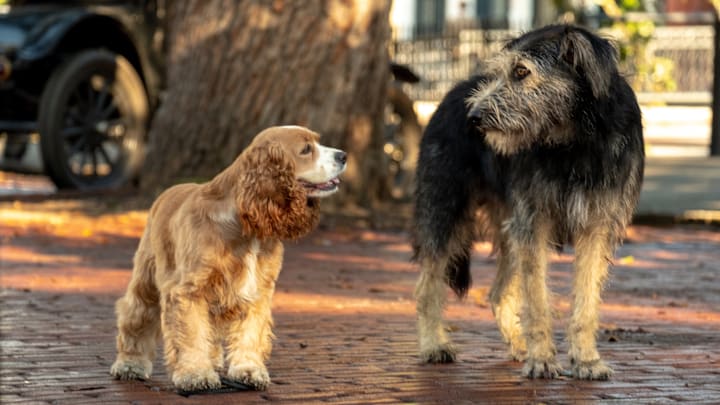 Lady (voiced by Tessa Thompson) and Tramp (voiced by Justin Theroux) in Disney’s live-action LADY AND THE TRAMP on Disney+