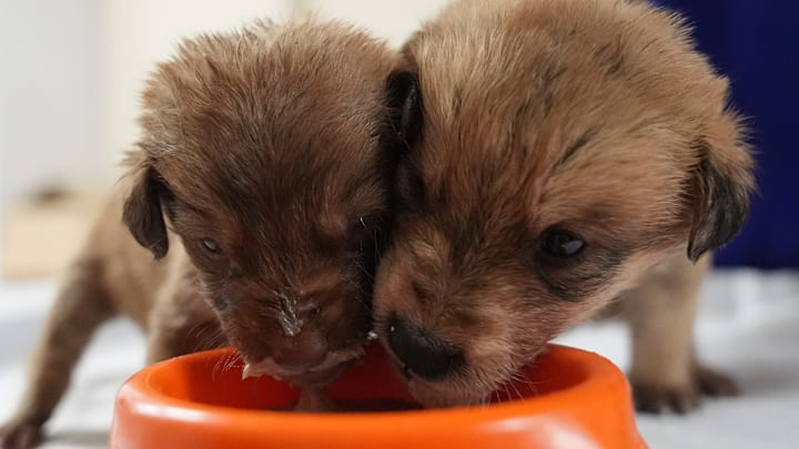 Puppies, found about to freeze, seek forever home in Turkiye's Duzce