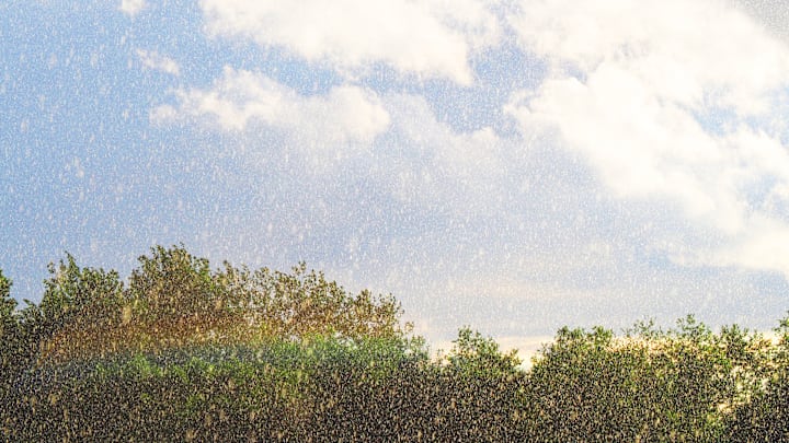 A sunshower—rain falling while the sun is shining—has inspired unusual sayings around the world, including “the devil is beating his wife.”