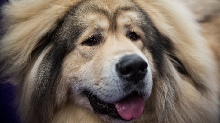 Champion Canines Compete At Annual Westminster Dog Show