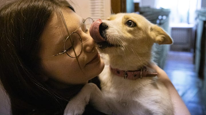 Temporary Shelter For Animals “Vystavkovyi Tsentr” Works In Kyiv