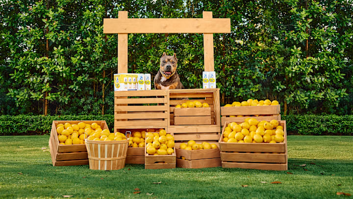 Drinks that Give Back for National Rescue Dog Day (5/20) ft. Miss Peaches