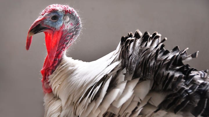 Brian K. Taylor, junior vice commander of VFW Post 4228 in Titusville, bought the turkey at a feed store with intentions of raising him for Thanksgiving dinner.

Thanksgiving turkey to be pardoned by Titusville mayor