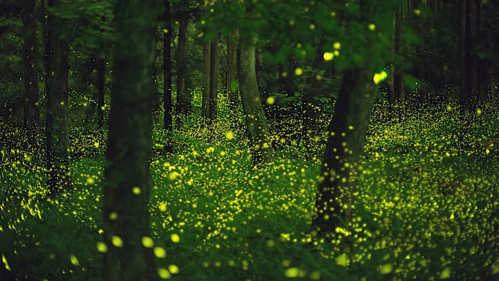 It looks like a scene from a fairytale.