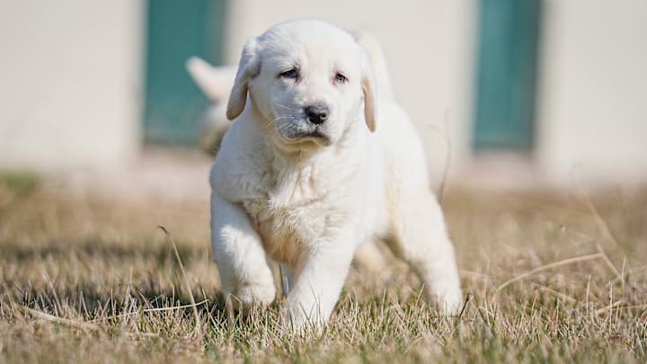 There is a 6-month queue for purebred Akbash and Kangal puppies raised in TIGEM