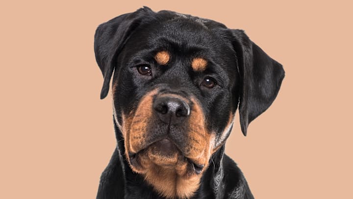 A seriously gorgeous breed.
