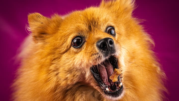 Loyal friends' excitement for treats