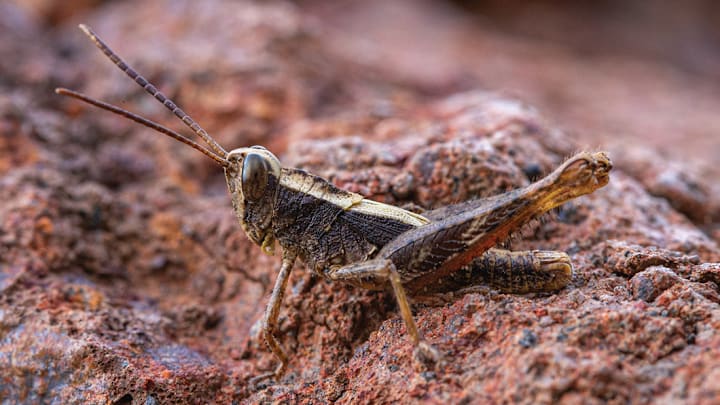 This insect was found for the first time since 1980.