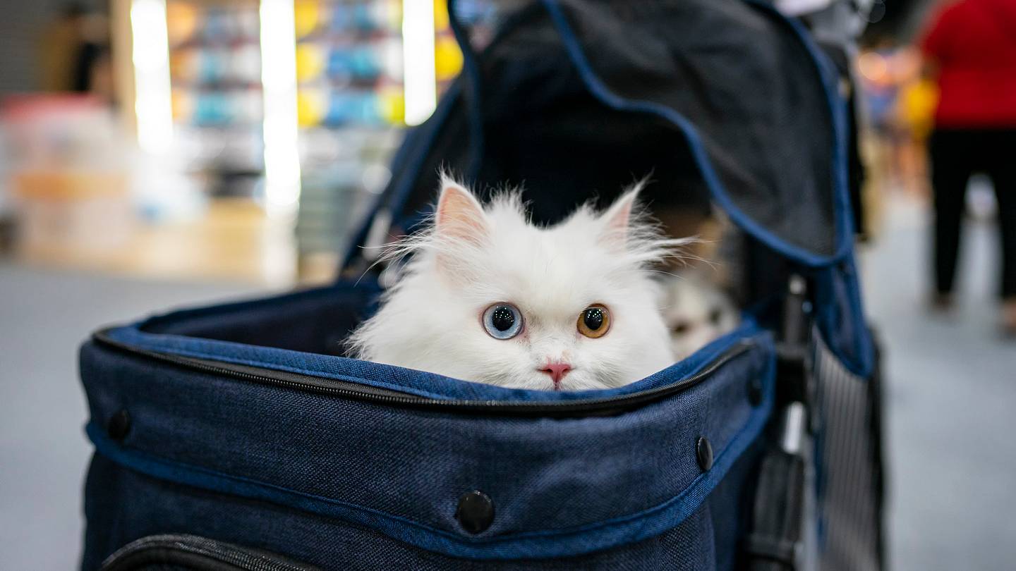 How to Keep Your Pets Safe In a Natural Disaster