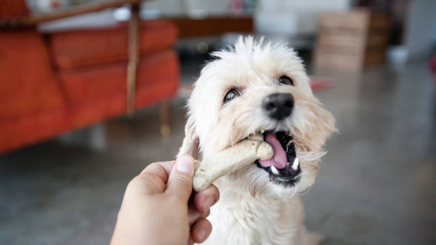 Do Those Dog âTalkingâ Buttons Really Work?