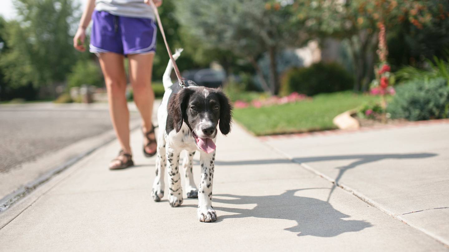 The 5-Second Rule: The Simple Way for Knowing When Itâs Too Hot to Walk Your Dog