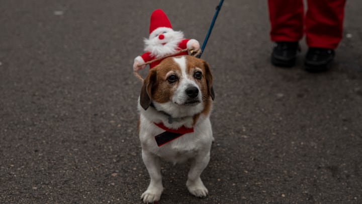 People Dressed As Santa Run In Madrid's Christmas Charity Race