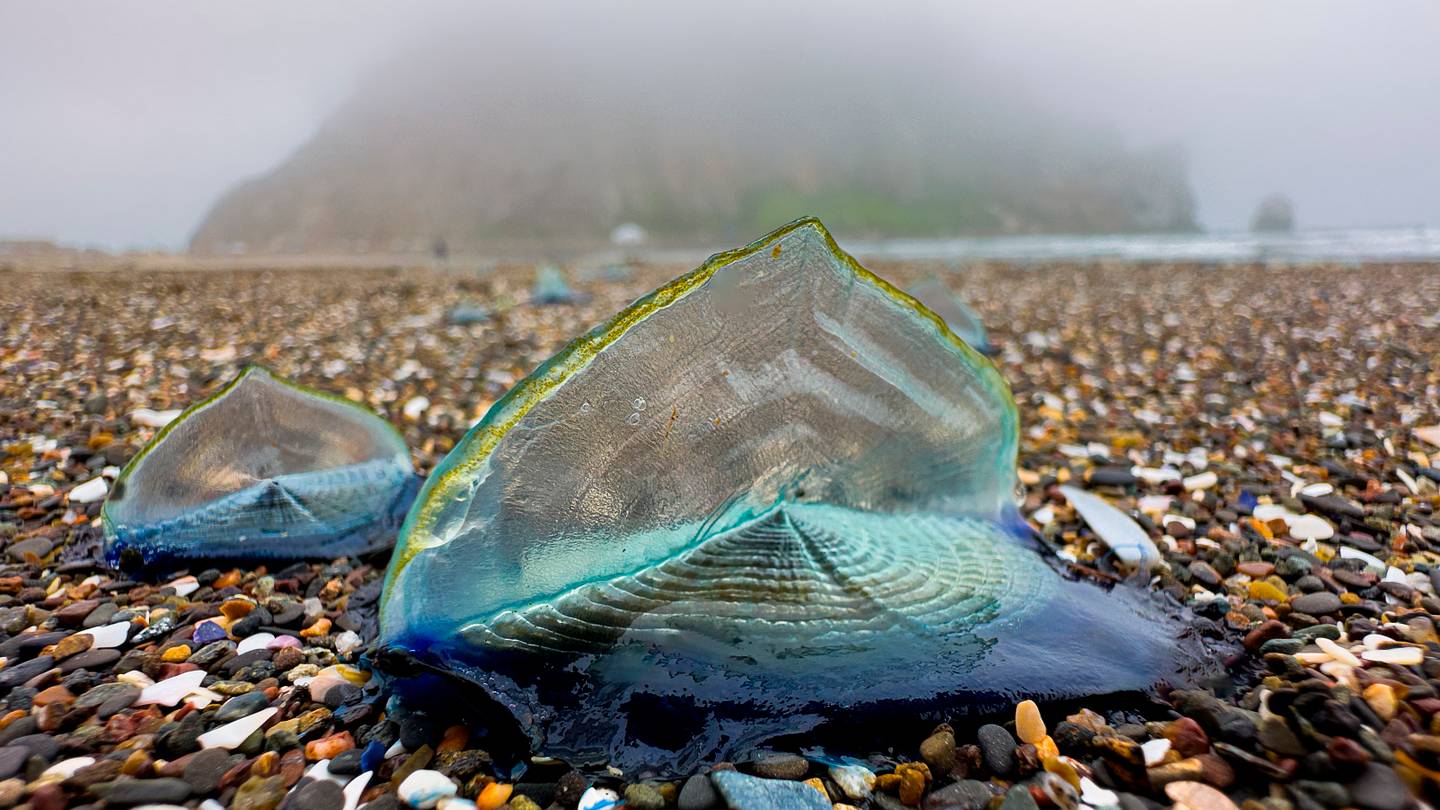 Thousands of Blue Blobs Wash Up in California, Signaling Spring