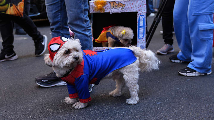 Halloween Dog Parade in NYC