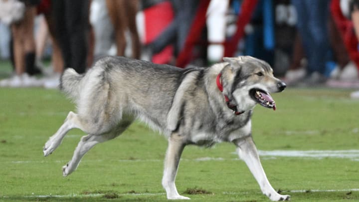 Oct 12, 2024; Raleigh, North Carolina, USA;  North Carolina State Wolfpack's Tuffy III running across the field before run out at Carter-Finley Stadium. Mandatory Credit: Zachary Taft-Imagn Images