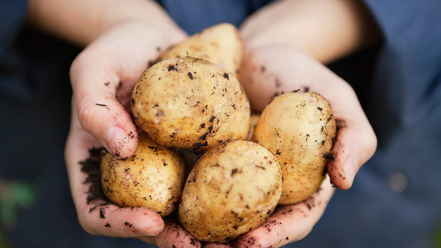 Cooked Potatoes: Safe, Delicious, and Digestive Boost!