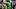 Oregon quarterback Dante Moore Oregon quarterback Dante Moore