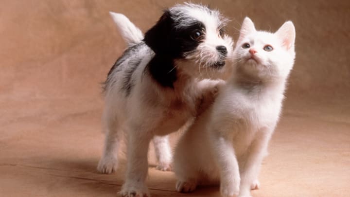 Some states are more obsessed with dogs and cats than others. Find out if yours is on the list. 