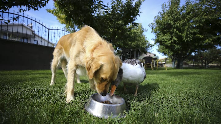 Dog and Goose Friendship
