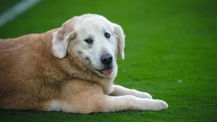 Sep 28, 2024; Tuscaloosa, Alabama, USA; ESPN’s Kirk Herbstreit’s pet dog Ben sits on the field before a game between the Georgia Bulldogs and Alabama Crimson Tide at Bryant-Denny Stadium. Mandatory Credit: Will McLelland-Imagn Images