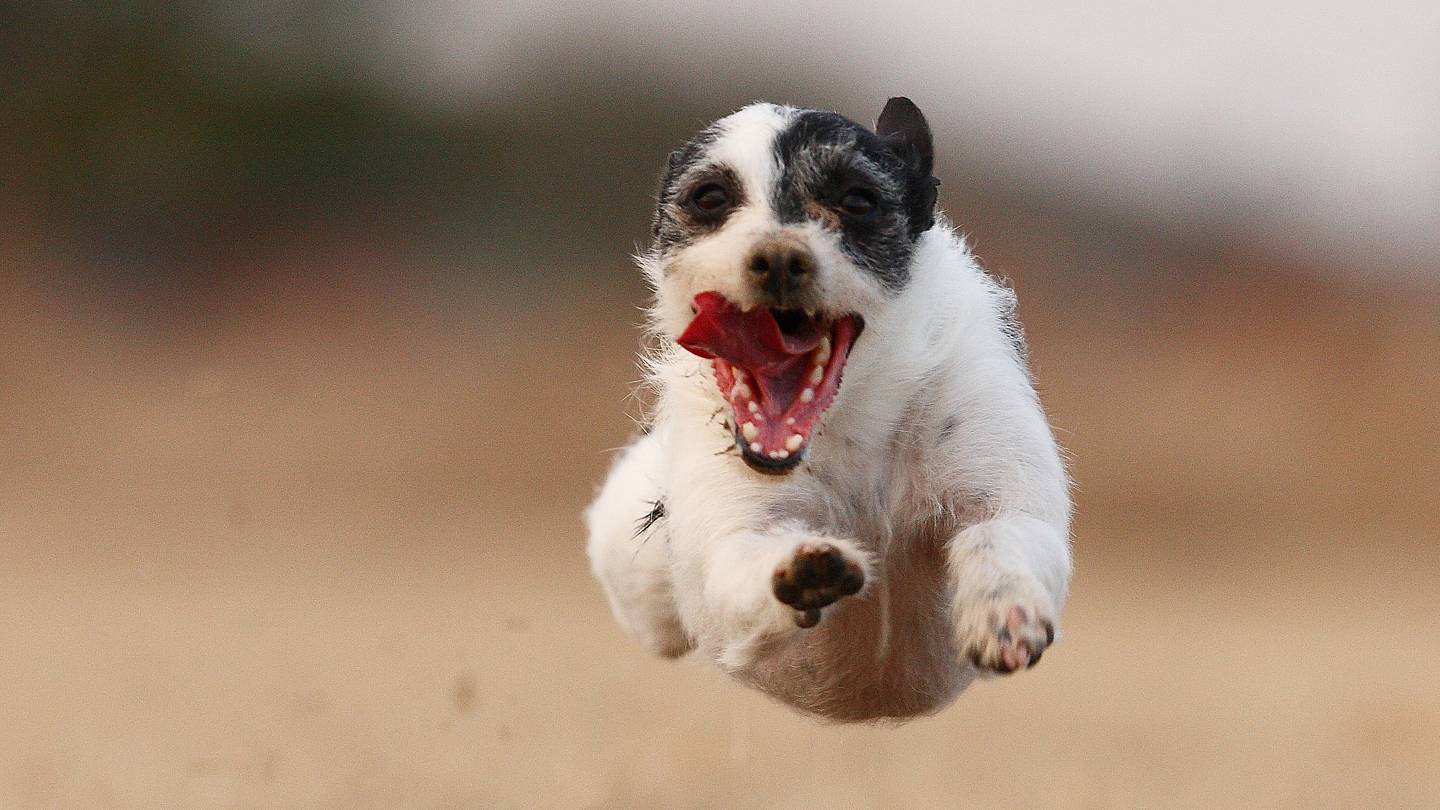 Why Do Dogs Chase Cars?