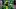 oregon ducks football uniform combination reveal nike zach grisham dan lanning portland state vikings autzen stadium jersey oregon ducks football uniform combination reveal nike zach grisham dan lanning portland state vikings autzen stadium jersey