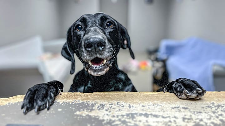 One of the dogs for adoption at Anderson County P.A.W.S. Shelter in Anderson, S.C. on Dec. 9, 2024.