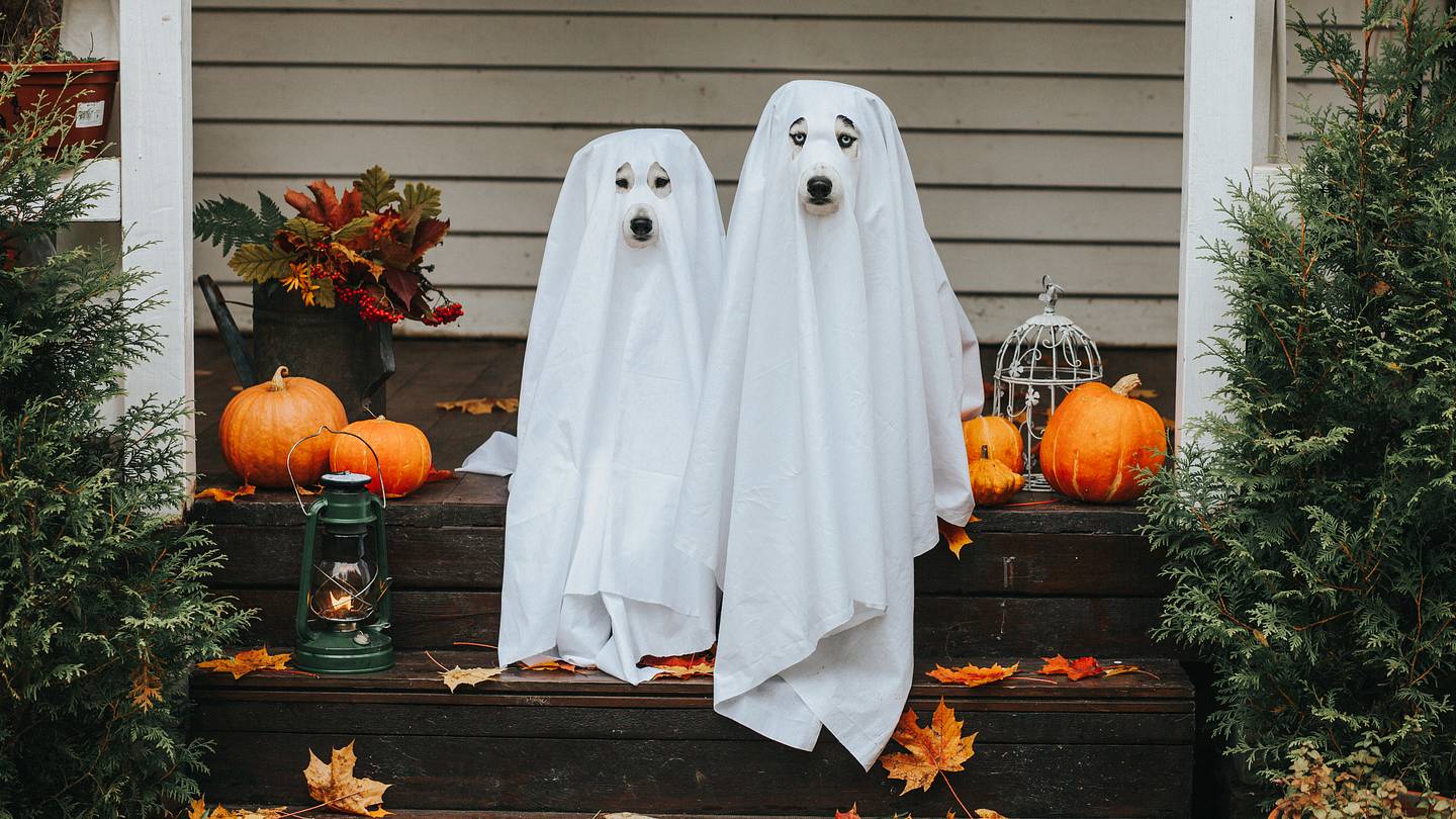 5 Simple Tips for Keeping Your Pets Safe This Halloween