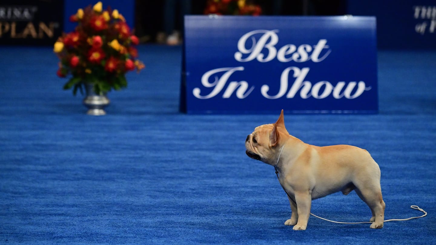 The most popular dog breeds of 2024 have just been revealed