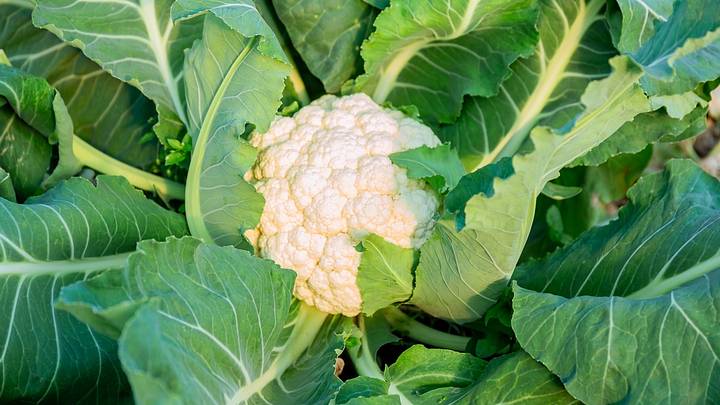 Cauliflower in the center of leaves Cauliflower in the center of leaves