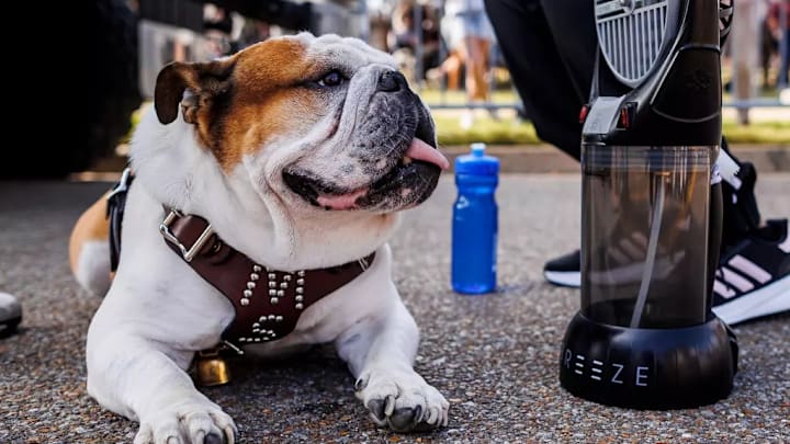 Bully XXII, Dak, during the game between the UMass Minutemen and the Mississippi State Bulldogs at Davis Wade Stadium at Scott Field in Starkville, MS. Bully XXII, Dak, during the game between the UMass Minutemen and the Mississippi State Bulldogs at Davis Wade Stadium at Scott Field in Starkville, MS.