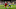 Harvey Barnes, Dominik Szoboszlai Harvey Barnes, Dominik Szoboszlai