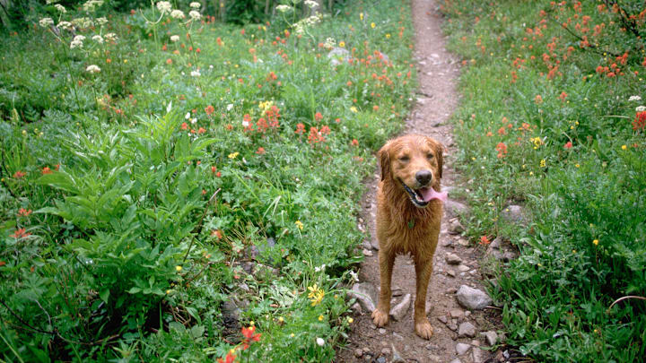 Dog on Trail in Snowmass Wilderness