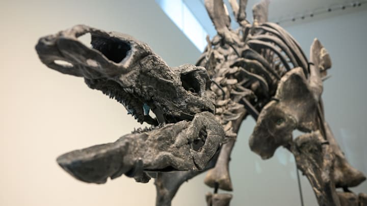 A dinosaur fossil on display at Sotheby’s