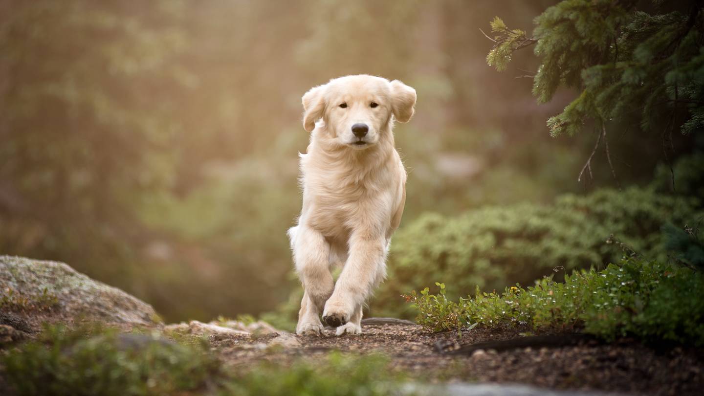 The Origins of 12 Beloved Dog Breeds
