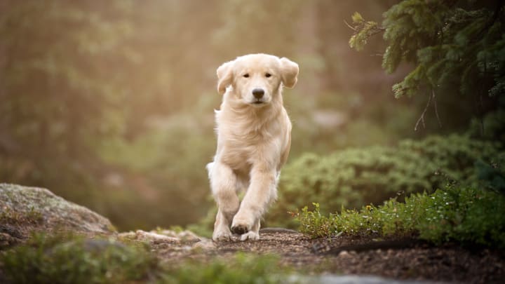 Dogs like this golden retriever are the result of careful breeding.