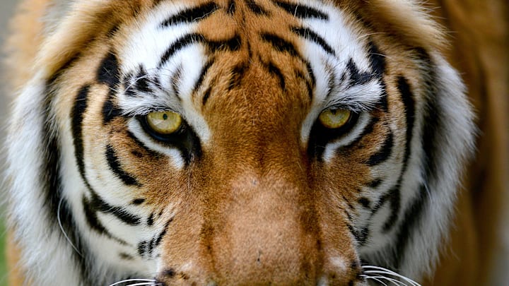 A Bengal tiger looks out from its enclosure at Southwick's Zoo in Mendon.