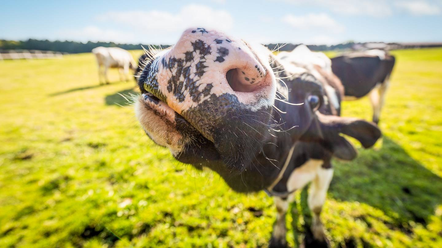 Why Do We Say "Don't Have a Cow"?
