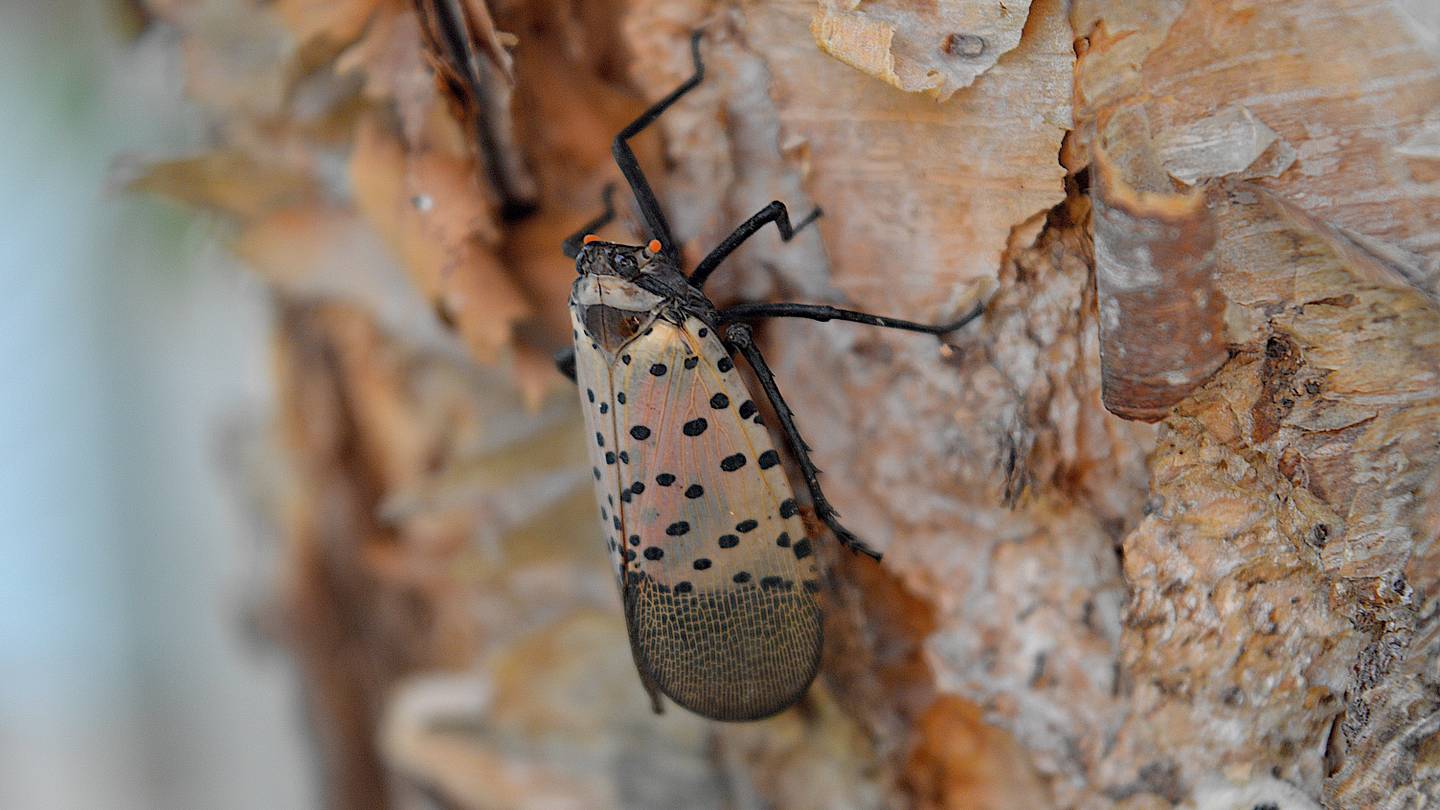A Simple Trick for Catching (and Killing) Spotted Lanternflies