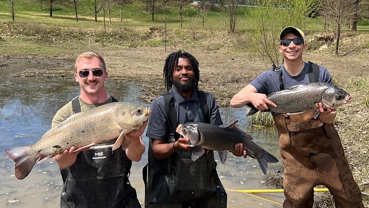 About a dozen Kentucky State University Aquaculture Program students volunteered to remove and relocate hundreds of pounds of fish stranded by a flood in a pond on the grounds of Buffalo Trace Distillery in Frankfort. 