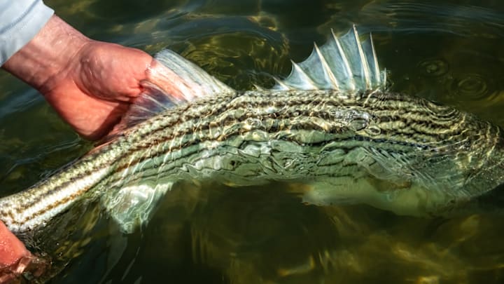 Releasing is the second-best part of catching. 