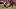 The Arizona Cardinals and Denver Broncos during an NFL game, The Arizona Cardinals and Denver Broncos during an NFL game,