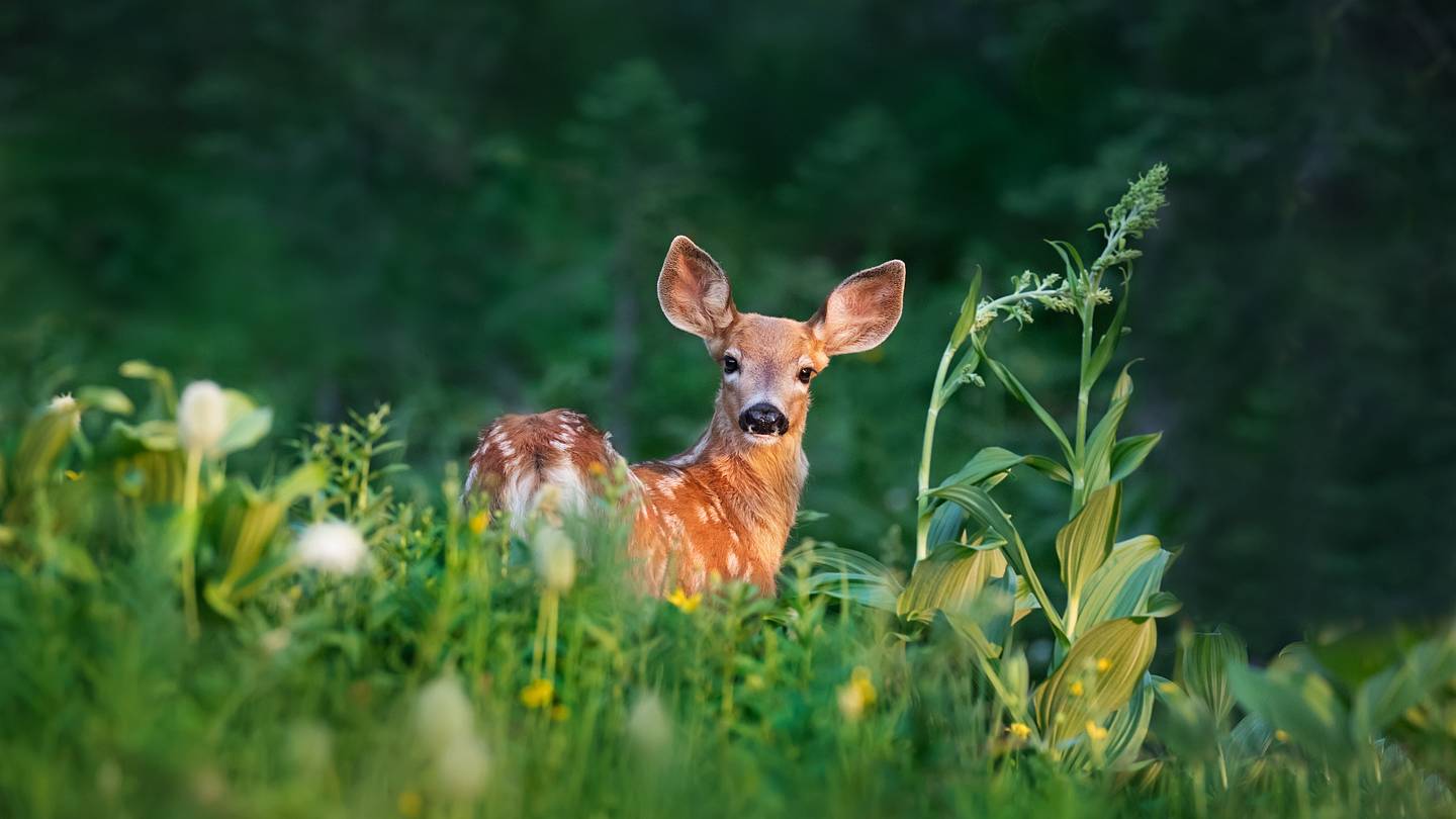 15 Fun Facts About Deer