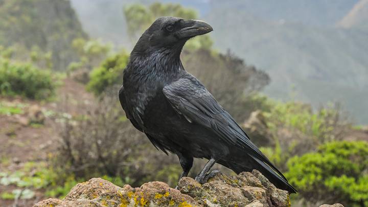 A Canary raven perched on a rock. A Canary raven perched on a rock.