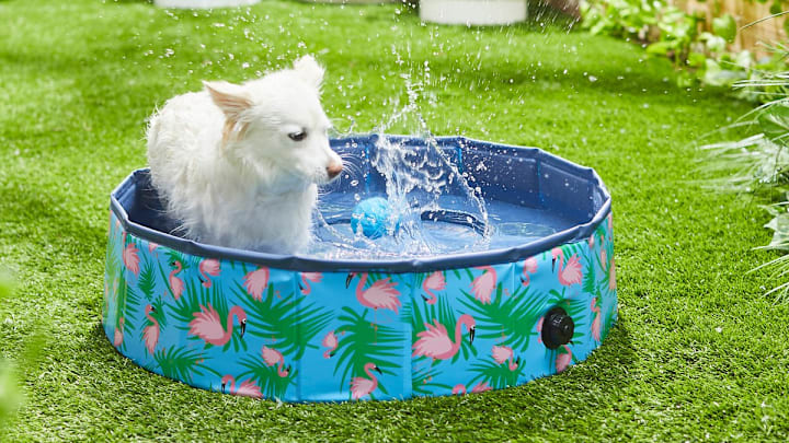 Best outdoor toys for dogs on sale