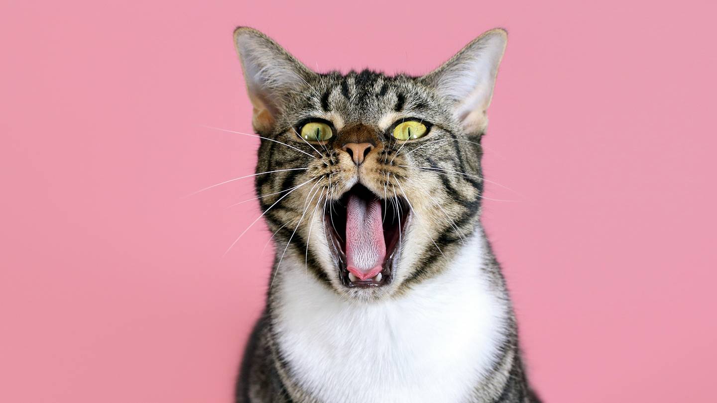 7 Superstitions About Cats From Around the World