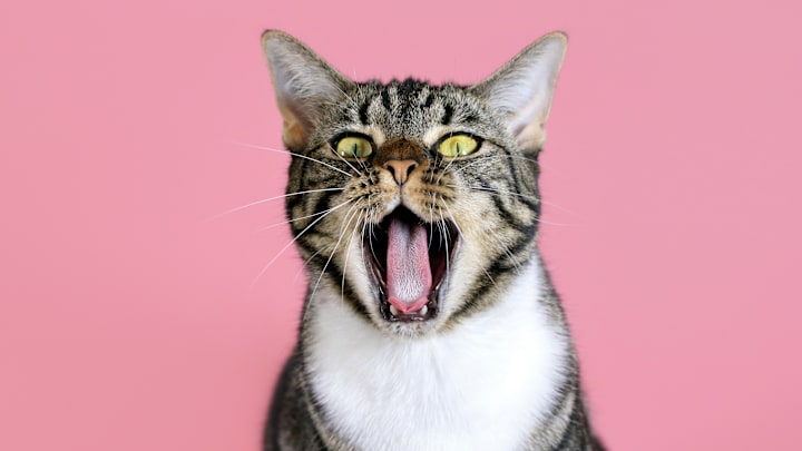 Some might accuse this kitty of gossiping.